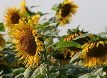 70 percent of the sunflowers were harvested in Zala County