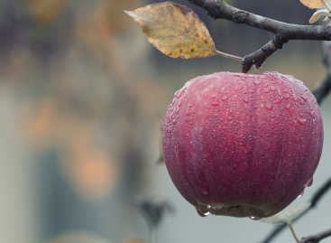 A very bad apple crop is driving prices down this year