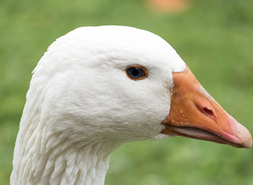 Goose meat prices have skyrocketed due to bird flu, feed prices and the energy crisis
