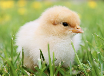 Positive change: the price of poultry meat may drop soon