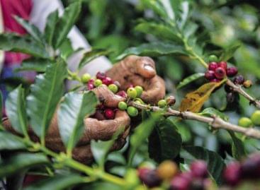 Sustainable coffee sourcing isn’t enough anymore: production also needs complete transformation