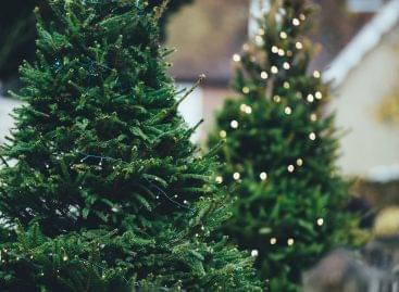 There will be enough Christmas trees this year too – it is worth choosing domestic pine