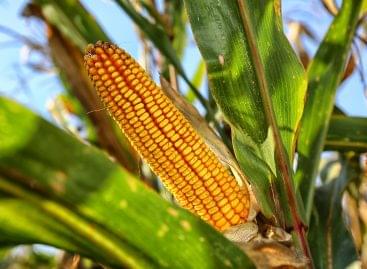 The corn harvest in Zala county is coming to an end