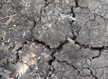A herceghalmi mészlepedékes csernozjom lett az év talaja