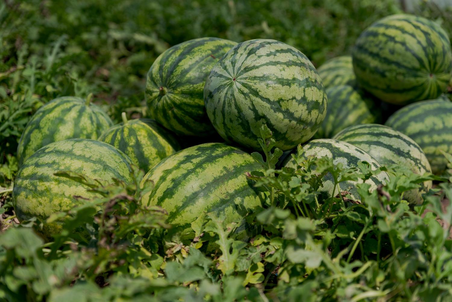 This year’s melon season is going well Trademagazin