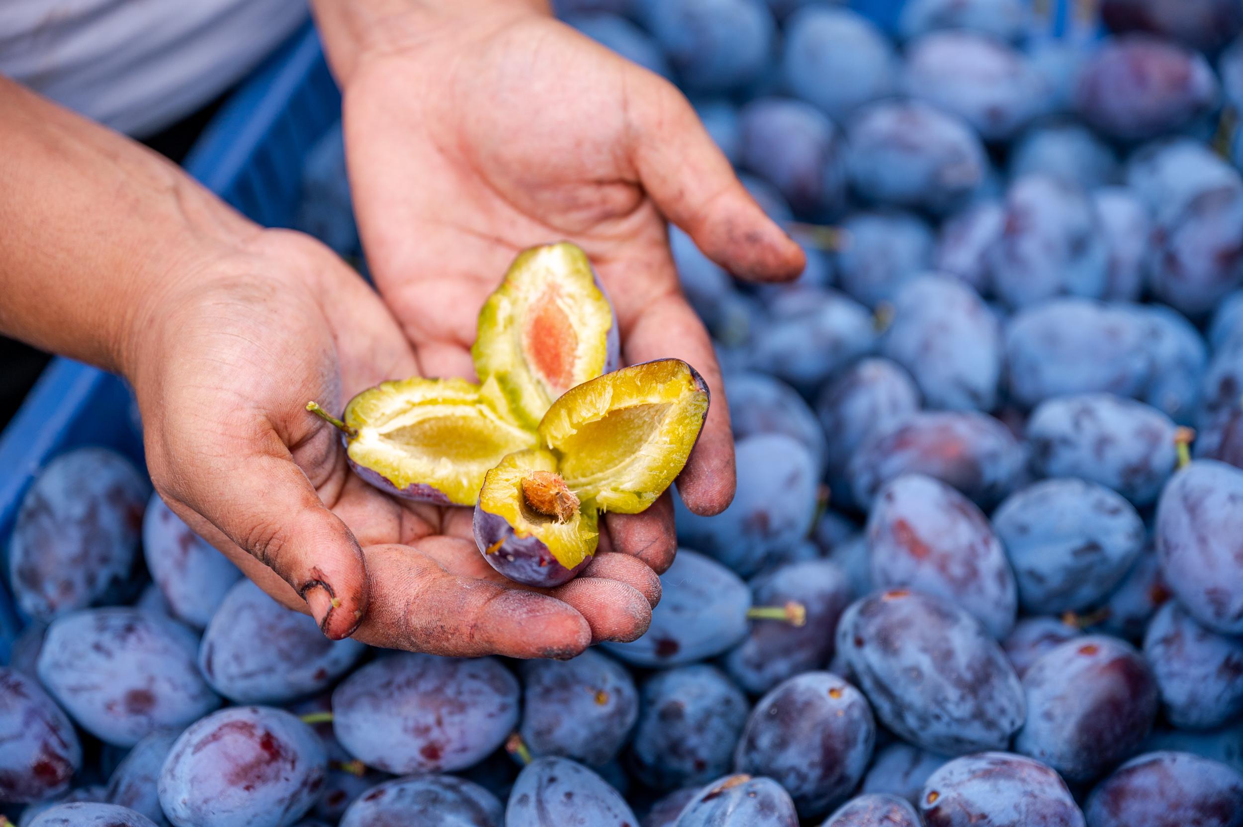 The plum season is in full swing, the star fruit of autumn is already